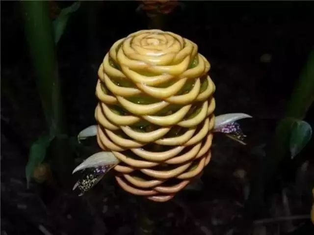 世界顶级奇花异卉,100种奇花异草图