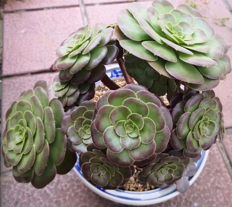 一花一叶一世界多肉,一花一世界多肉之美