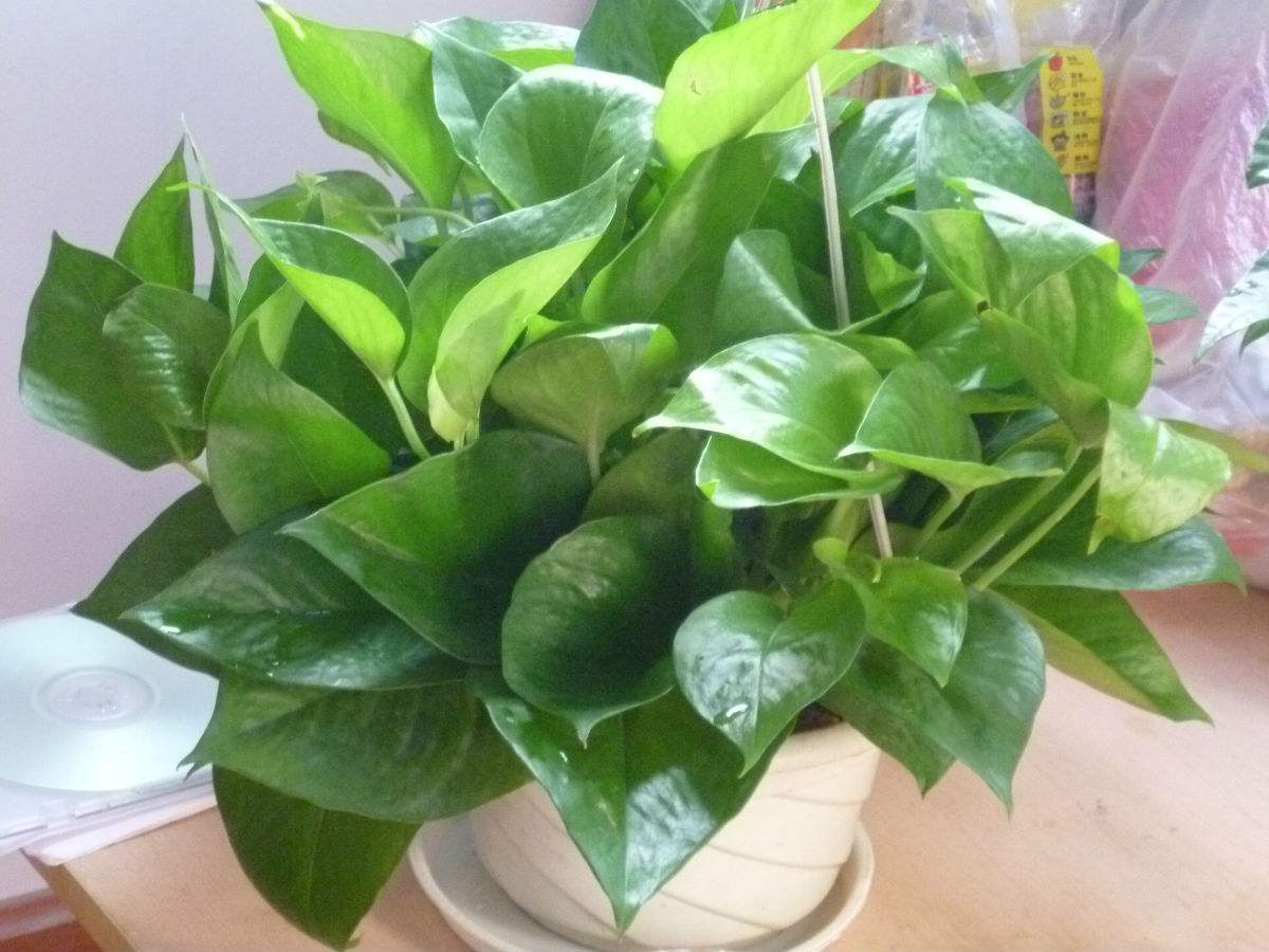 绿萝春季要黄叶,绿萝黄叶死养才能更旺盛