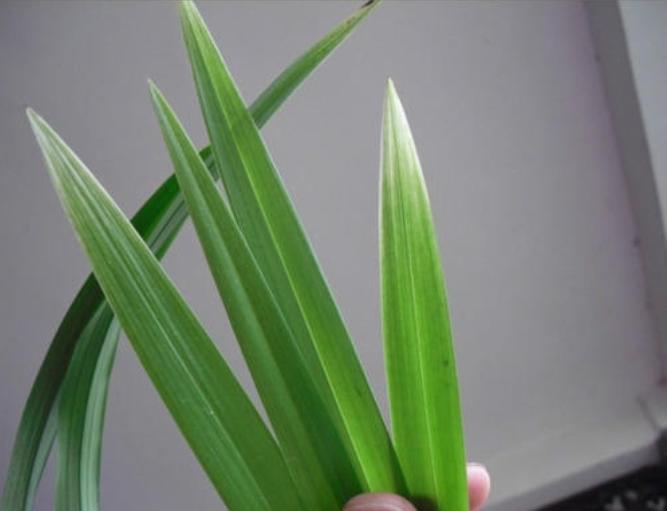 新买的兰花如何上盆选湿的植料,培育兰花如何选择大小盆