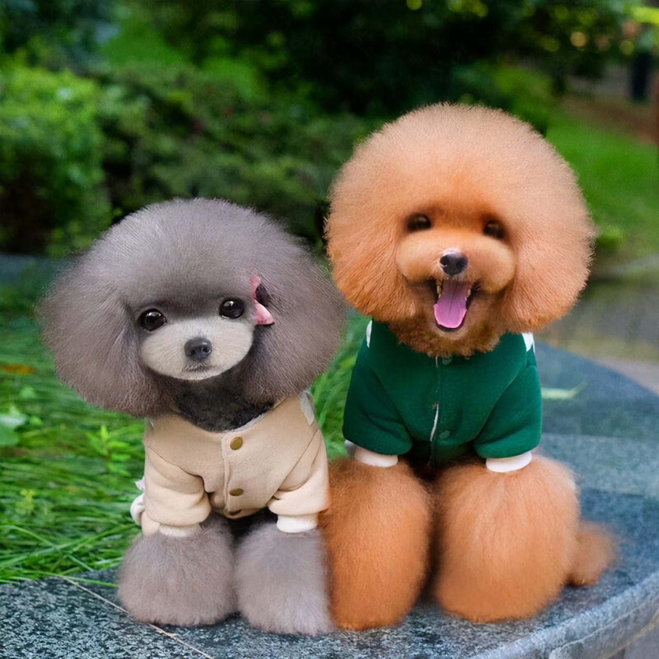 灰色贵宾犬的优点和缺点,贵宾犬小型灰色多少钱一只