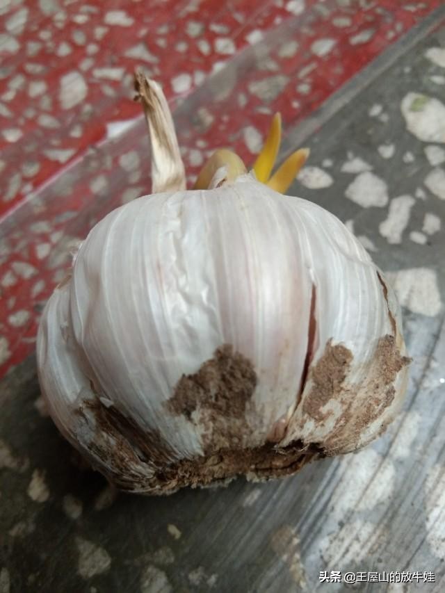 大蒜素在养殖中的功效与作用,大蒜素在养殖中的应用