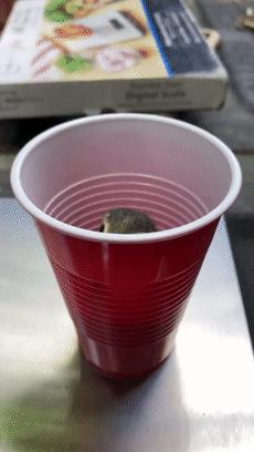 熊猫称完体重后自闭,当熊猫称完体重自闭