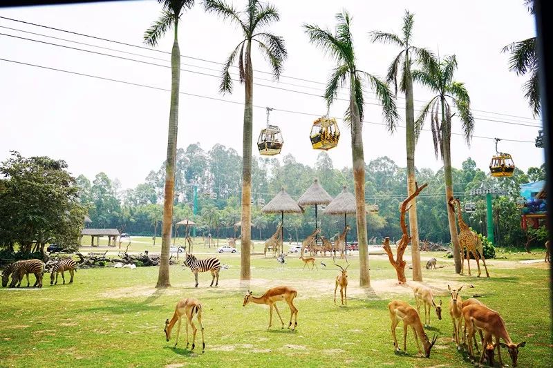 广州旅游攻略长隆动物世界,亲子游广州长隆动物园