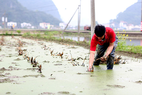 莲藕种植烂苗原因及补救方法,种植莲藕第二年就不需要藕种了吗