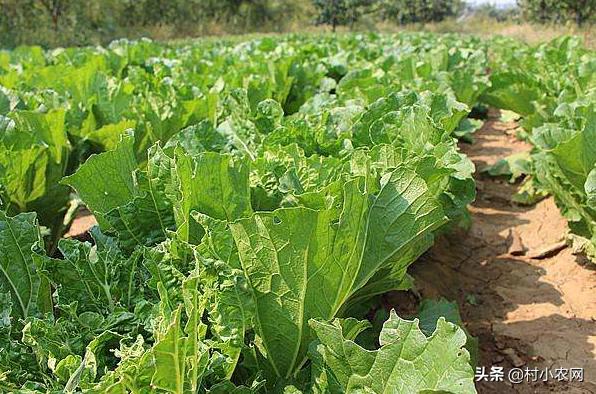 农村种植致富的20个项目排行榜,大学生返乡创业种植大棚蔬菜三年