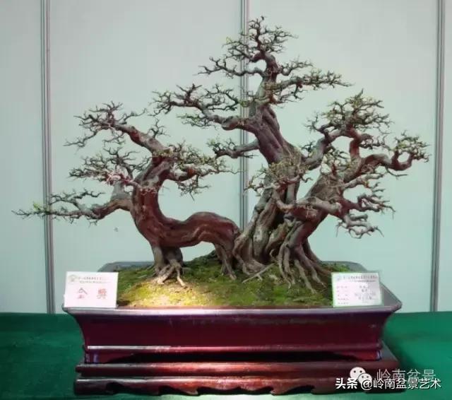 最美的100盆雀梅盆景,雀梅盆景第一年修剪视频