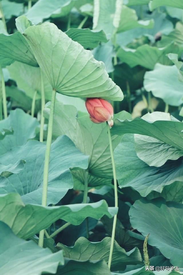 佛说爱情经典句子佛语禅心,佛家关于放下爱情的句子