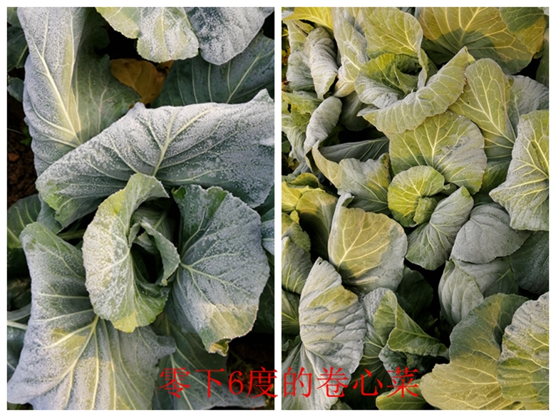 甘蓝菜档案介绍,卷心菜的储存方法