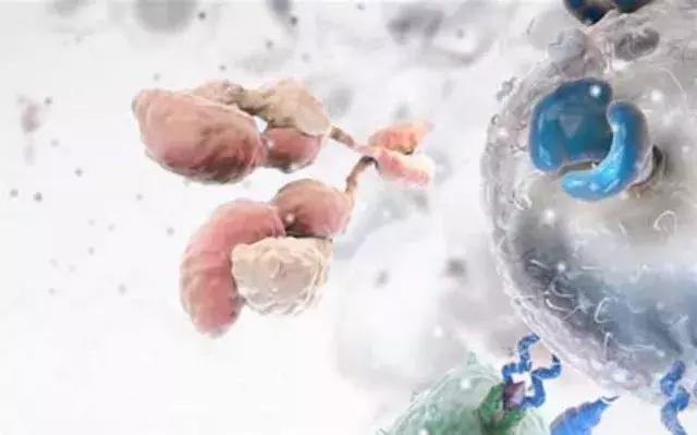 肠道菌群与癌症的最新研究,肠道菌群与癌症的关系