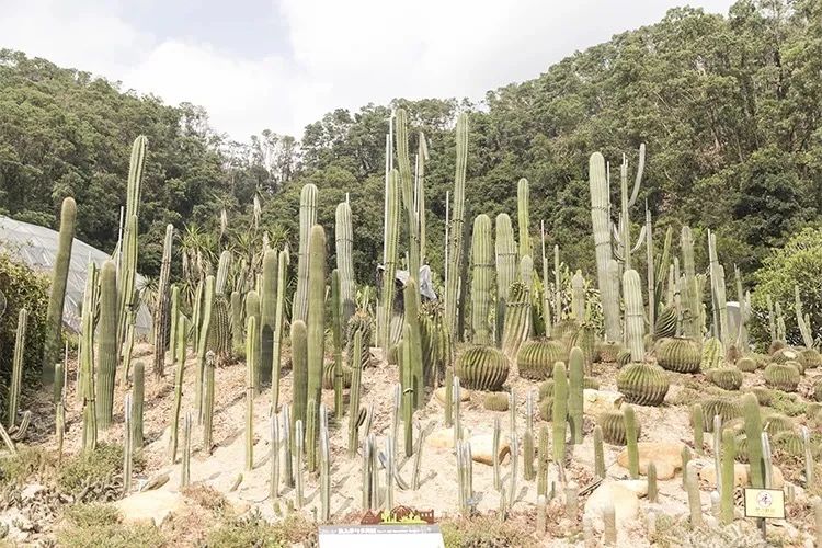 深圳10大旅游好去处,深圳盐田区周末休闲浪漫好去处