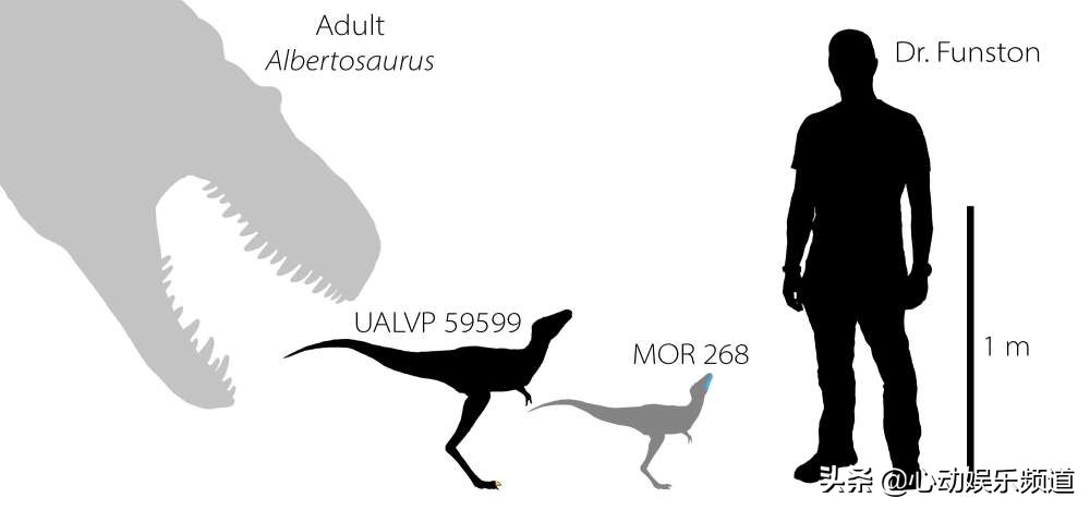 幼崽霸王龙有多大,霸王龙犬有多大