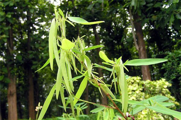 自然界嘴巴奇特的十种动物,十种奇特的自然界植物图片