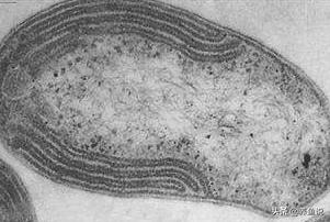 鱼缸开缸怎样添加硝化细菌,鱼缸加硝化细菌的正确方法