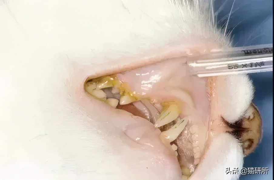 驱虫药怎么选？10个基础问题答疑