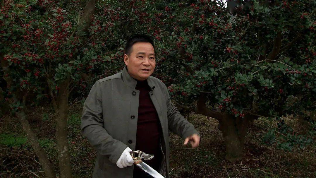 种植名贵树致富经全集,树木种植致富好机会