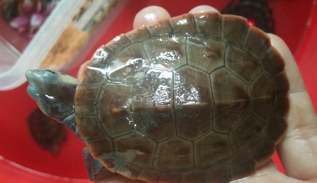 圆澳龟如何才能养好,圆澳龟为什么不建议新手养