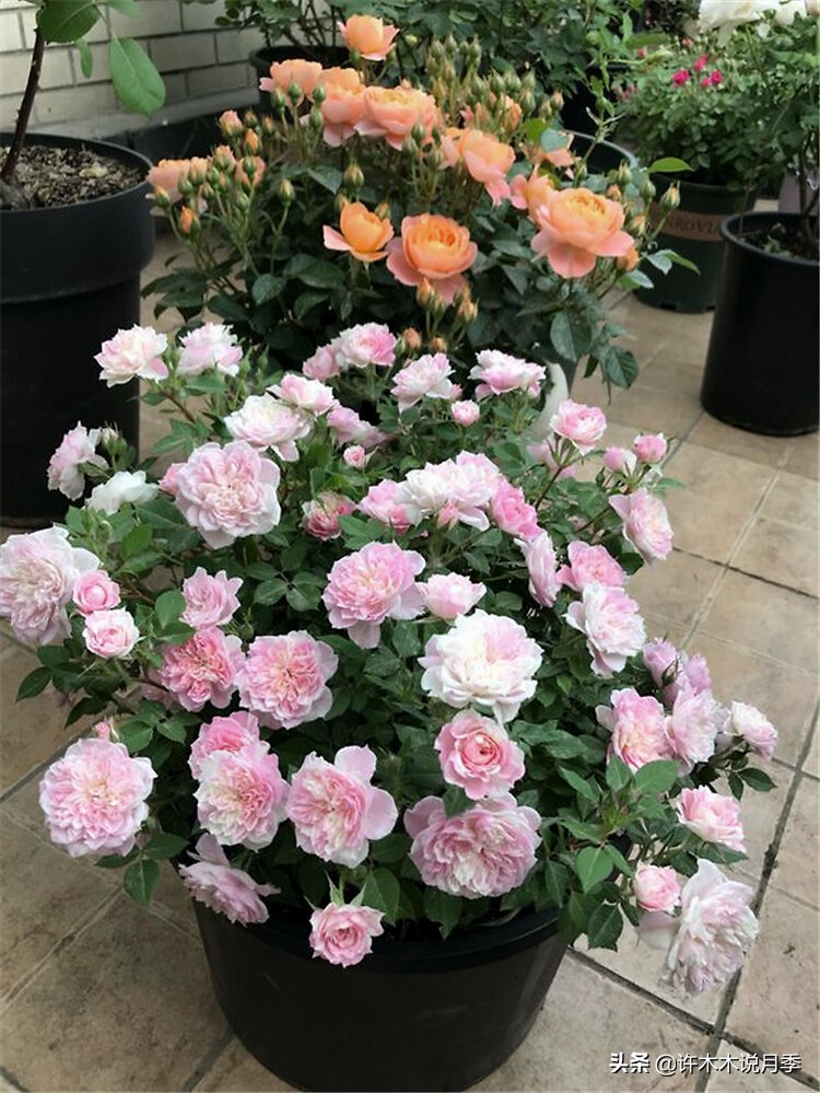 阳台最好养的月季品种推荐,四季开花最好养最好看的月季