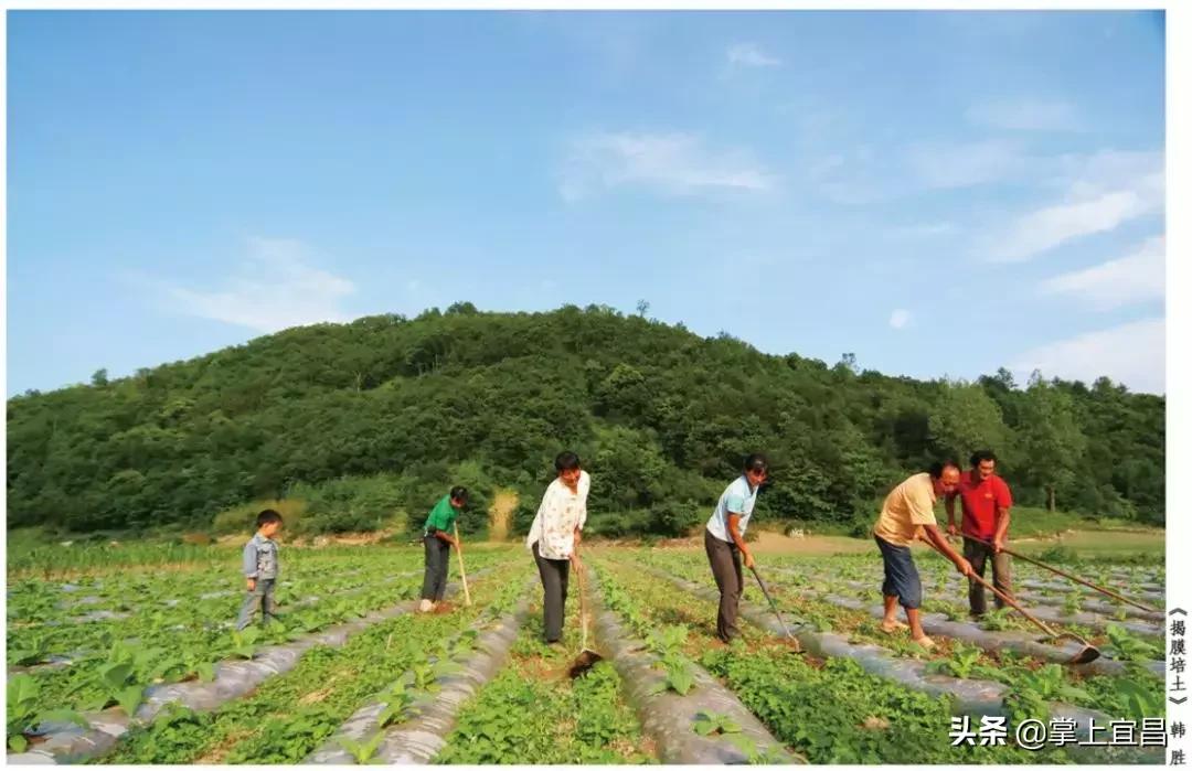 松子榛子,榛子东北榛子