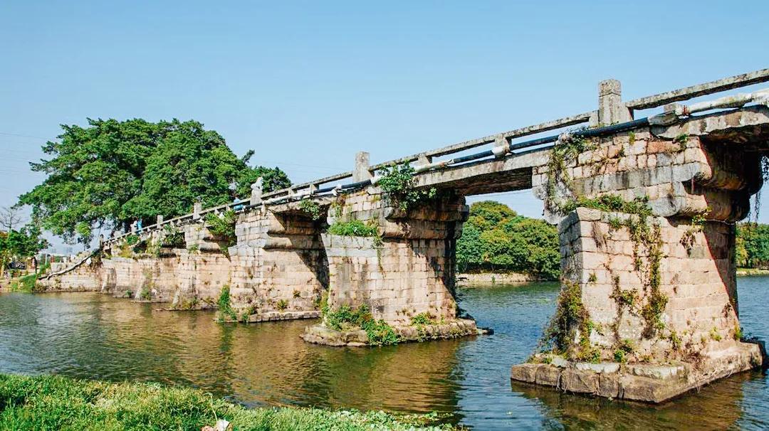 荔城无处不荔枝翻译,荔城无处无荔枝