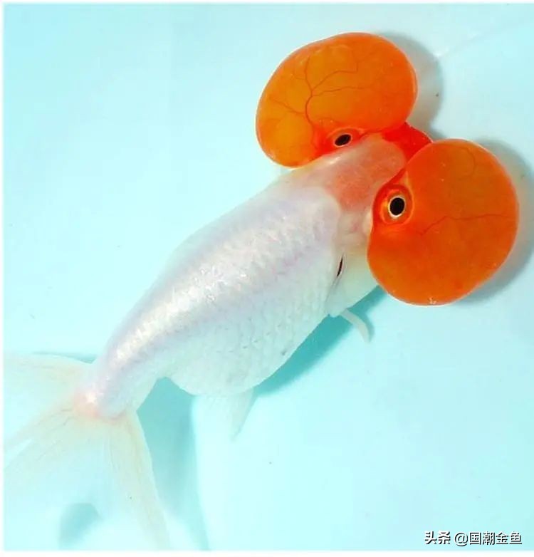 最有特点的金鱼,传统老三样金鱼