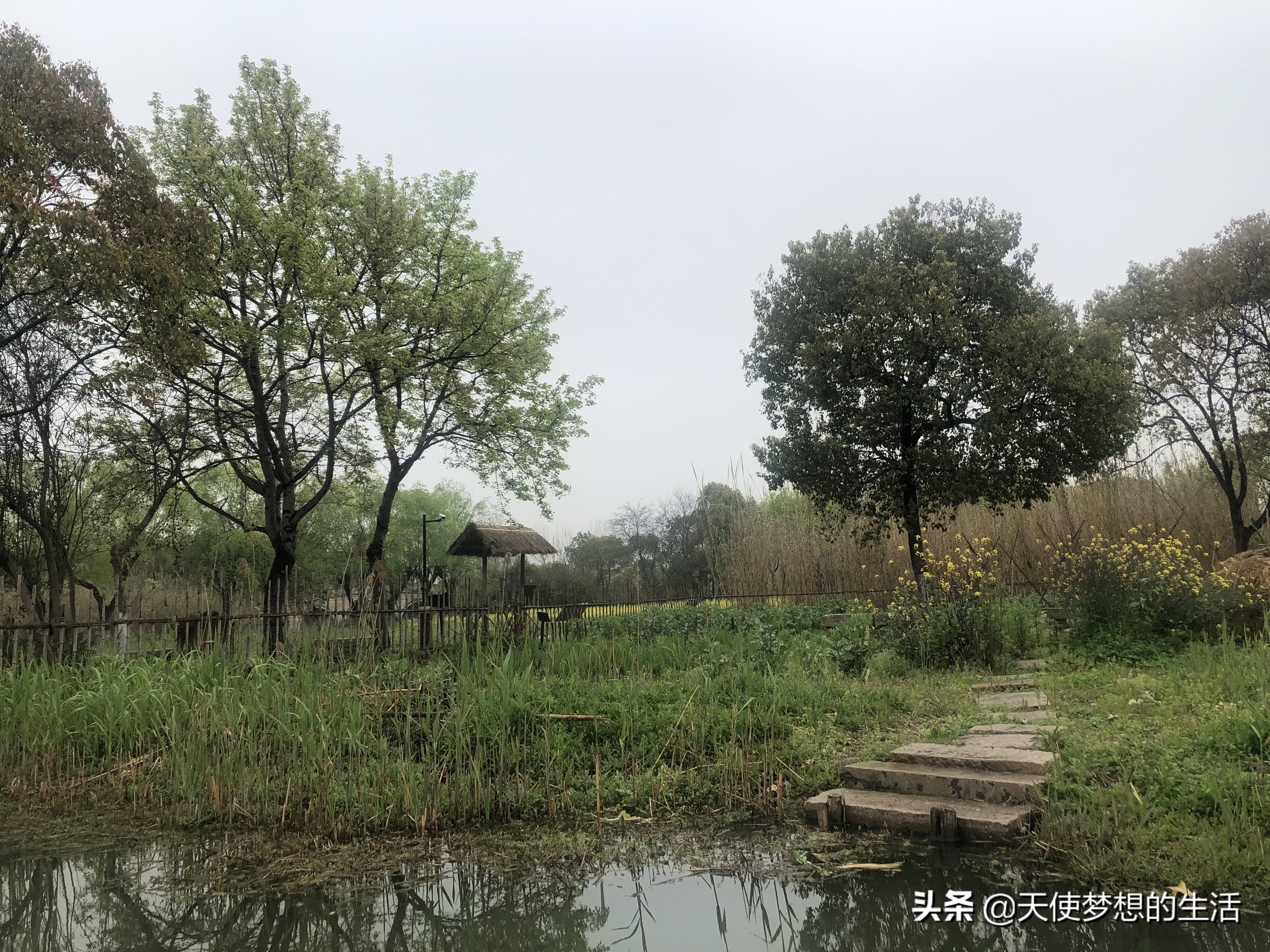 苏州常熟沙家浜有什么好玩的,常熟沙家浜芦苇荡