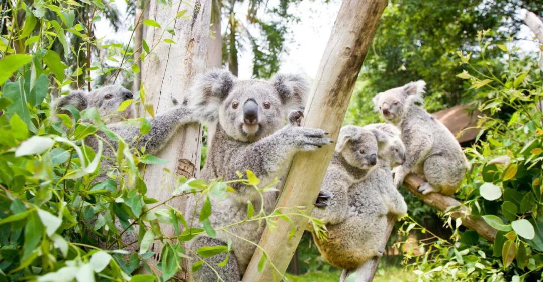 暑假带娃去广州长隆野生动物世界,研学亲子游广州长隆野生动物园
