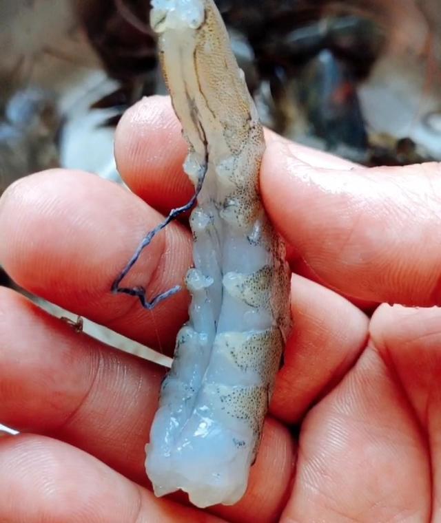 鲜虾冷冻保存时，直接放冰箱就废了！这样做，跟鲜的一样好吃