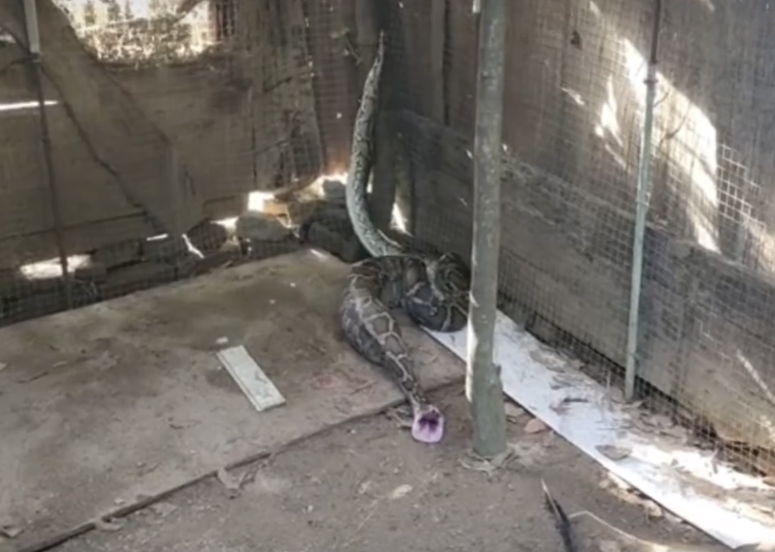 蟒蛇准备偷鸡吃被发现,巨大蟒蛇偷鸡被抓