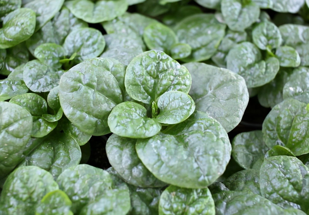 最像木耳的野菜,类似于木耳的野菜