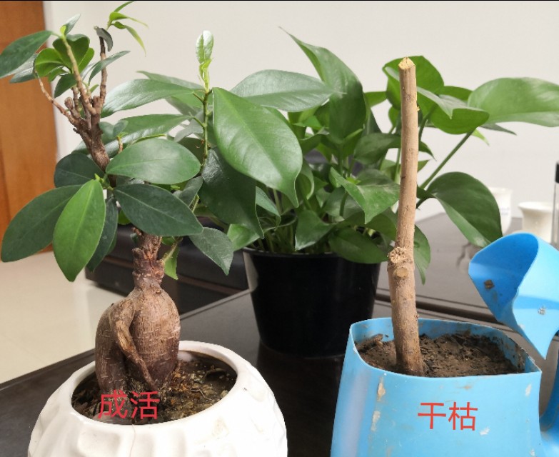 网上购买石榴树怎么种植,网购的石榴树第二年怎么修剪