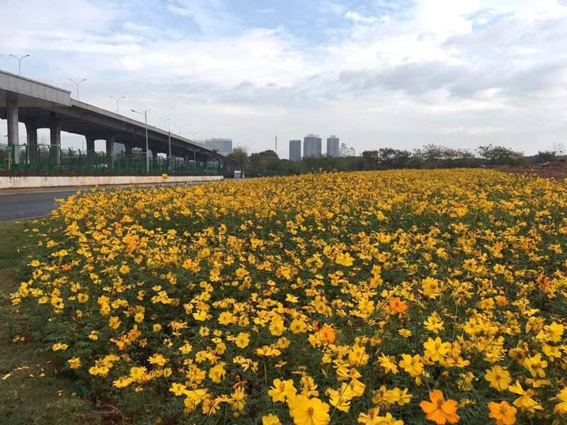 武汉花海上新,2020年武汉花海