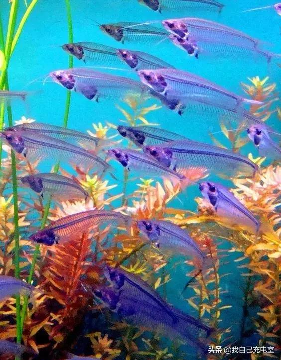 罕见的海底世界照,罕见海底图片