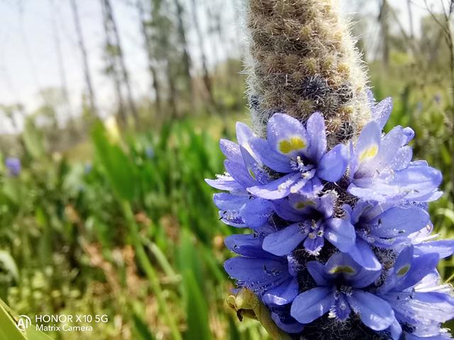 光荣x10是双5g手机吗,光荣x10最值得入手的5g手机