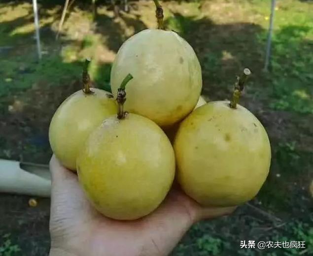 百香果是水果之王吗,牛油果为什么被称为水果之王