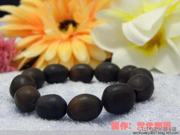 印度菩提子的种类,海南菩提子的种类