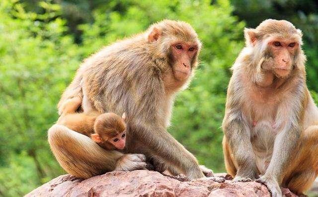 人类十大不能吃的野生动物是什么，其排名如何？