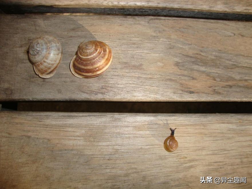 最漂亮的蜗牛图片,100幅蜗牛图片