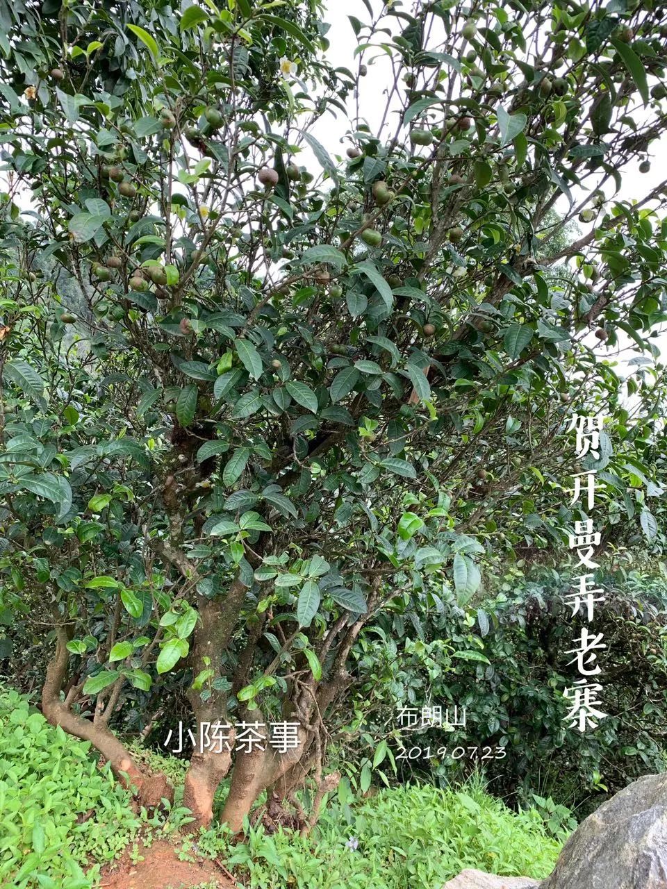 普洱茶古树茶小众山头,普洱茶古树茶与台地茶的区别在哪