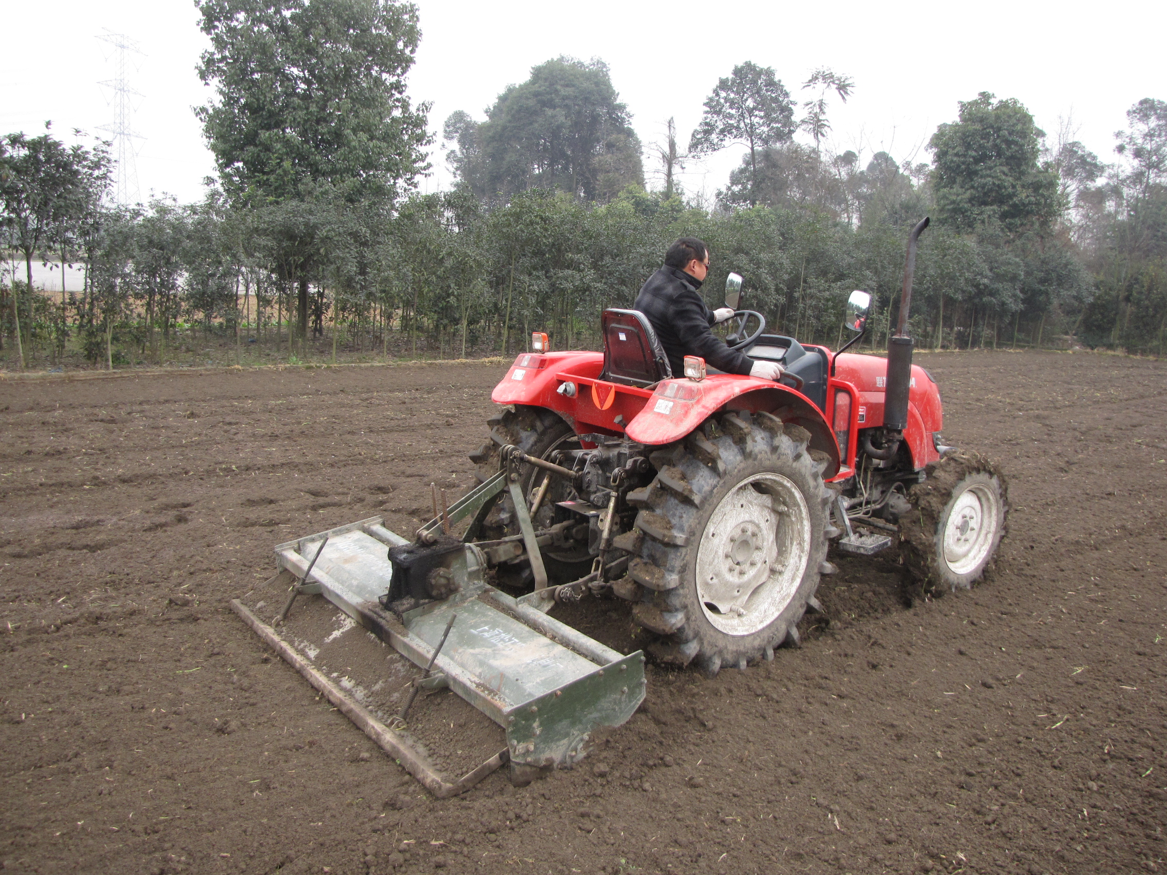 楼顶生姜怎么种植高产,想要生姜种植高产这些技术少不了