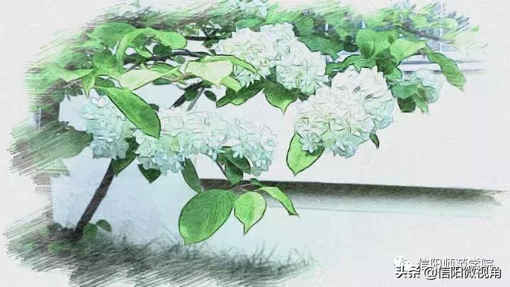 信阳师院素描画,信阳师范手绘图