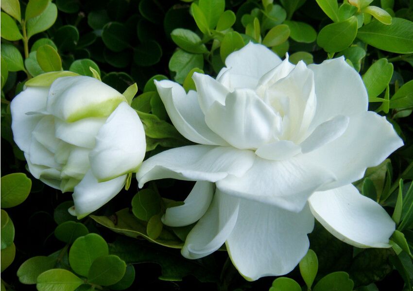 栀子花各种黄叶原因及图解,栀子花黄叶的几种处理方法