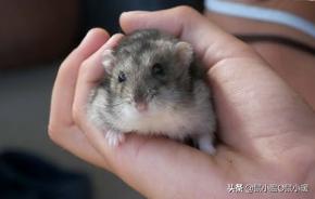 如何让咬人仓鼠变得不咬人,如何让咬人的仓鼠变得不咬人