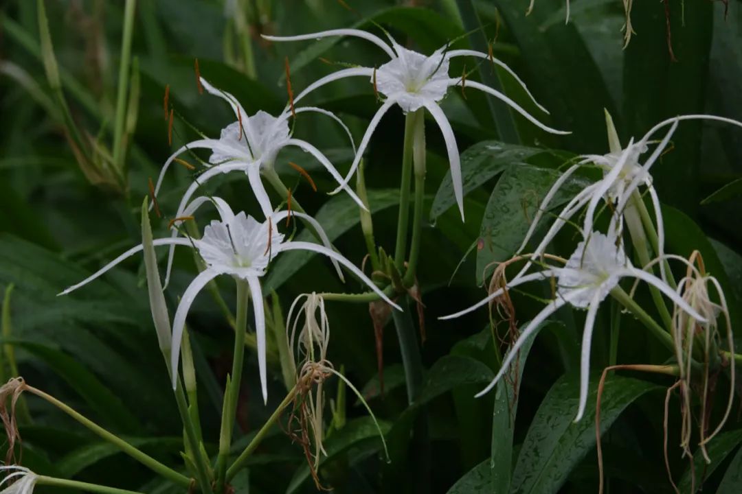小䴙䴘｜会捕鱼的葫芦，能潜水的高手