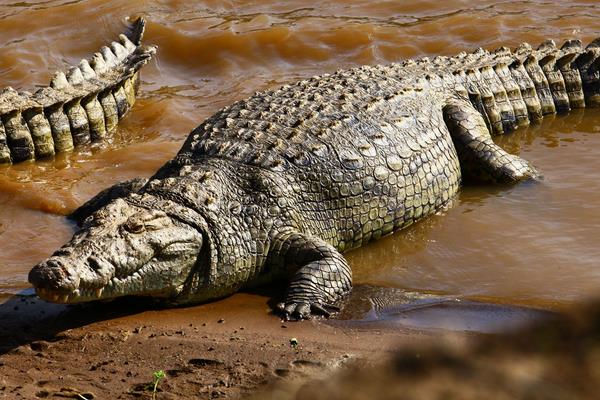 鳄鱼的知识解说视频,鳄鱼知识科普幼儿