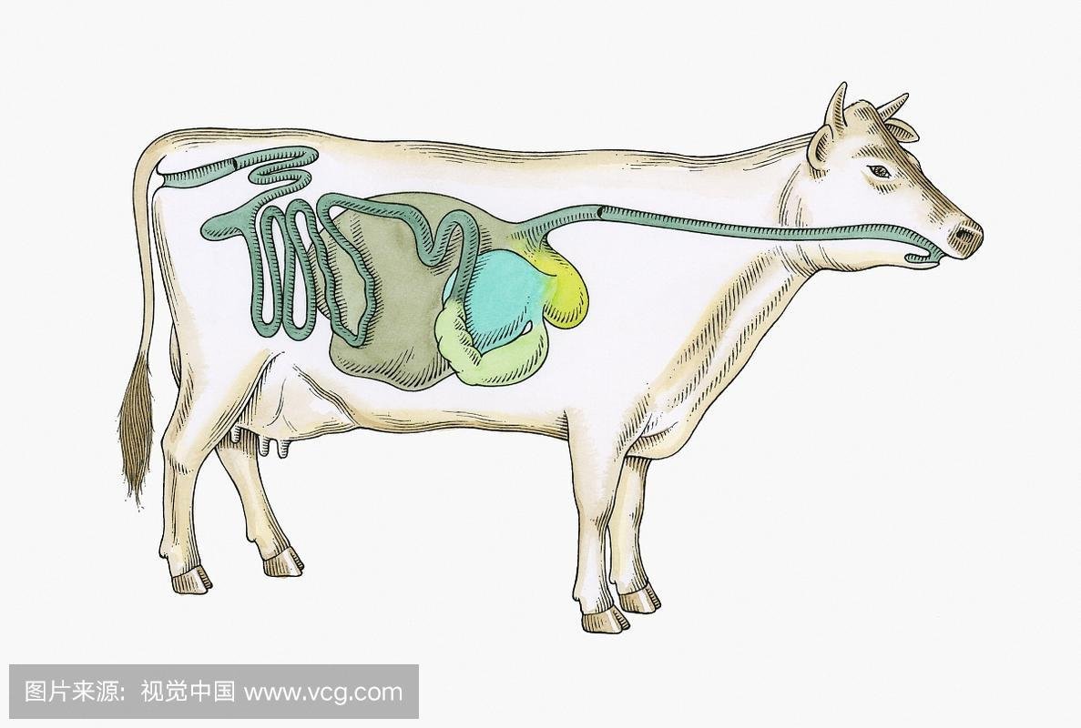 肉牛消化能和代谢能的关系,肉牛生长阶段的营养需求