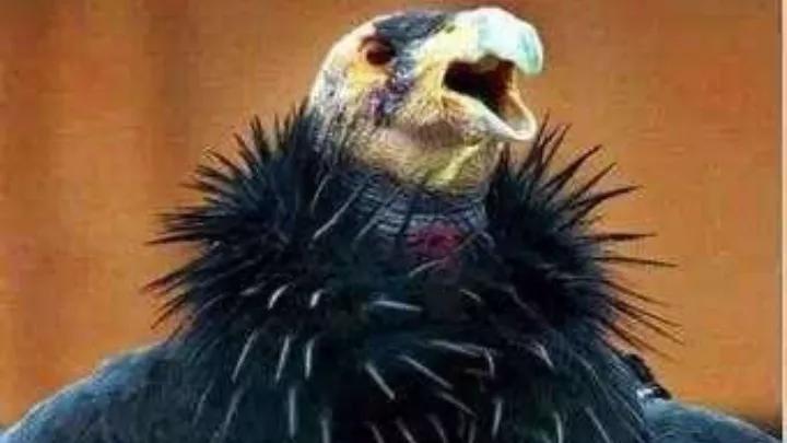 地球上超危险动物杀手,地球消失的恐怖八种动物