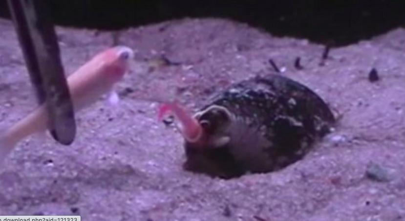 鸡心螺到底危不危险,鸡心螺的危害有多大