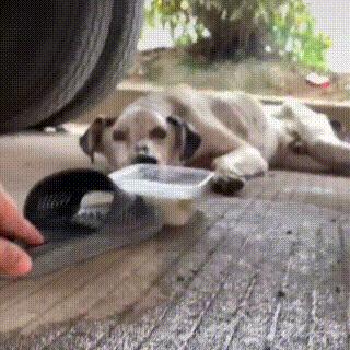 老年人斑点狗被遗弃,流浪狗被遗弃骨瘦如柴