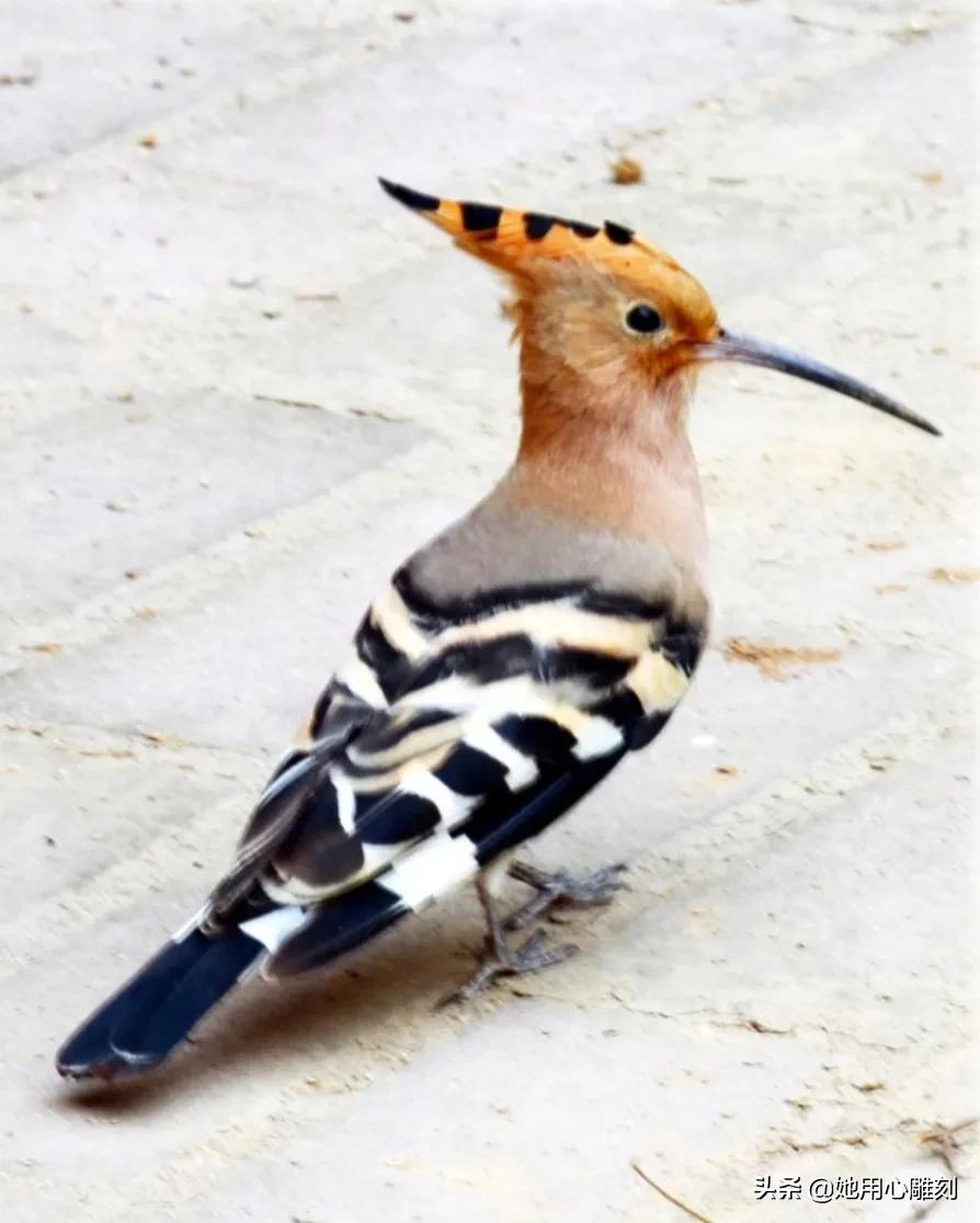 带有三个谜语的手工灯笼,灯笼的谜语简单幼儿园